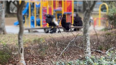 fc2-ppv 4821039 【個人】**友とお〇さんと公園で遊んでいた自称インフルエンサーの奥さんを連れ出し車の中で、、、 | FC2電子市場